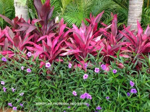 Cordyline fruticosa 'Red Sister' 